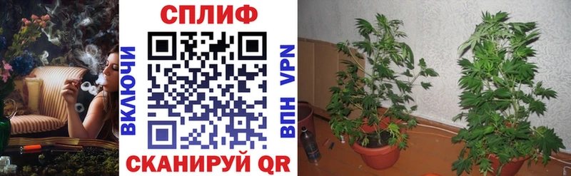 купить наркотики цена  Шадринск  Конопля MAZAR 